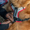 Dog Leash Being Attached to Nathan K9 White-Red Dog Harness with Black accents – Closeup Angle